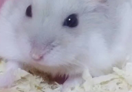 倉鼠一定要木屑嗎（為什么）